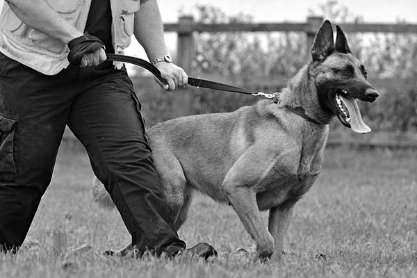 Manned Guarding Dog Handling